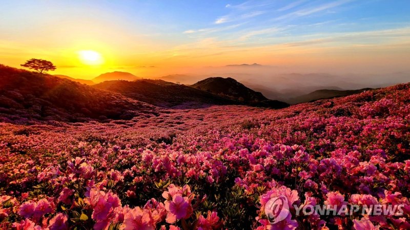황매산군립공원 (출처=연합뉴스)
