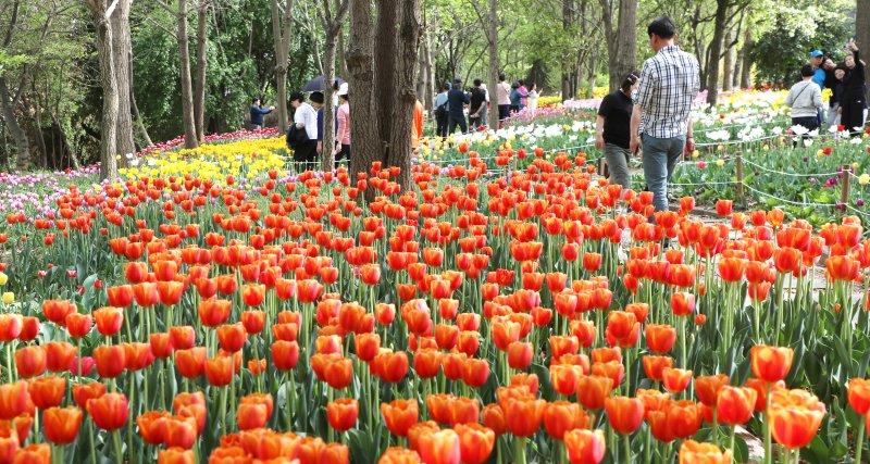 20일 전북자치도 전주시 한국도로공사 전주수목원을 찾은 시민들이 활짝 핀 튤립을 구경하고 있다. 2025.4.20/뉴스1 ⓒ News1 유경석 기자