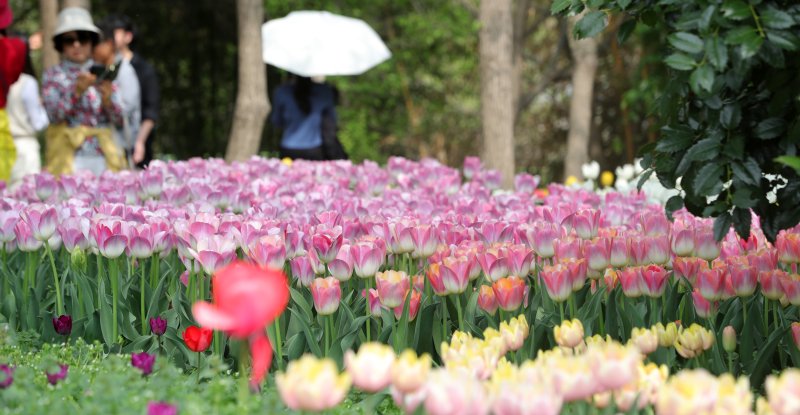 20일 전북자치도 전주시 한국도로공사 전주수목원을 찾은 시민들이 활짝 핀 튤립을 구경하고 있다. 2025.4.20/뉴스1 ⓒ News1 유경석 기자