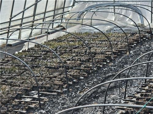 불탄 고추모종 (출처=연합뉴스)