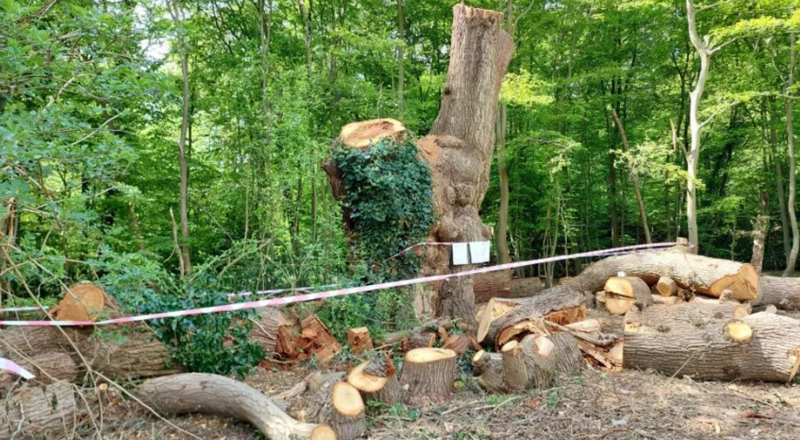 500년 된 참나무를 애도하다… 부활절, 잘린 나무 앞에 모인 英사람들