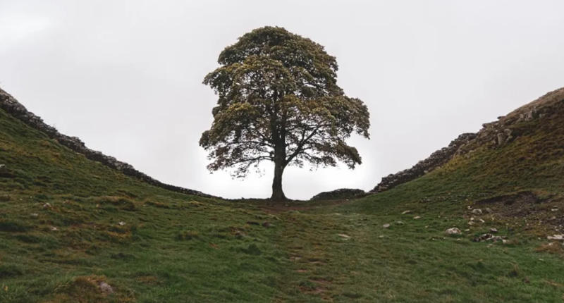 500년 된 참나무를 애도하다… 부활절, 잘린 나무 앞에 모인 英사람들