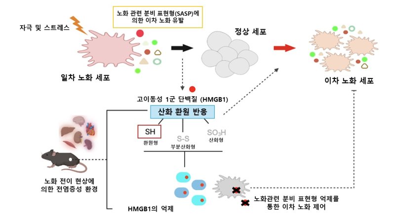 [서울=뉴시스]고려대학교 의과대학 융합의학교실 전옥희 교수 연구팀은 ‘HMGB1(High Mobility Group Box 1)’ 단백질이 세포 노화를 전신으로 확산하는 핵심적인 역할을 한다는 것을 밝혀냈다고 21일 밝혔다. 노화 전파 핵심인자 HMGB1 작용 모식도. (이미지= 고려대 의대 제공) 2025.04.21. photo@newsis.com.