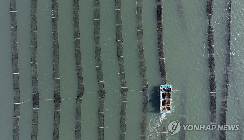 최강 한파에도 김 수확 한창 (출처=연합뉴스)