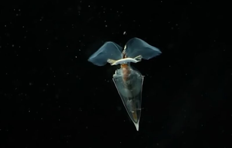 [서울=뉴시스] 호주 해양학자들이 발견한 바다 나비의 모습이다 (사진=유튜브 캡쳐) 2025.04.21.photo@newsis.com *재판매 및 DB 금지