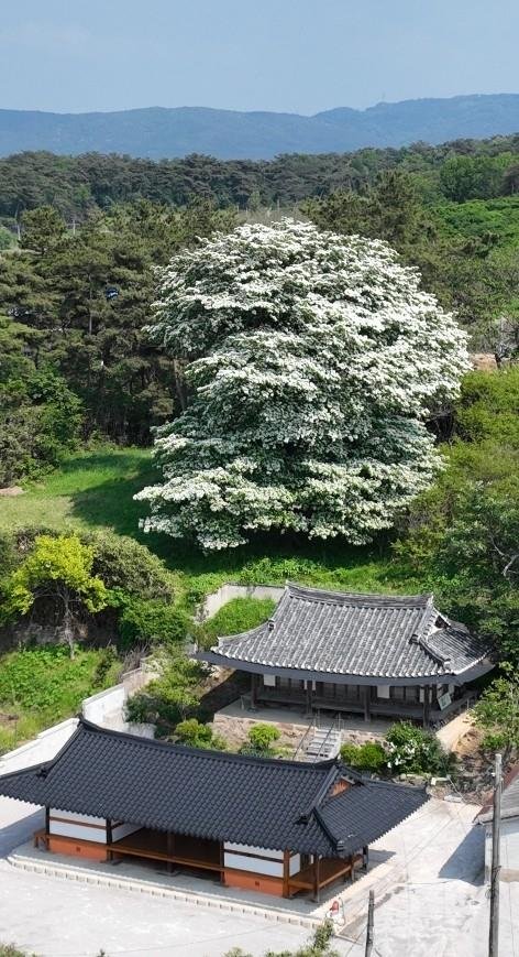 전북 고창 아산면 중월리 이팝나무. 고창군 제공