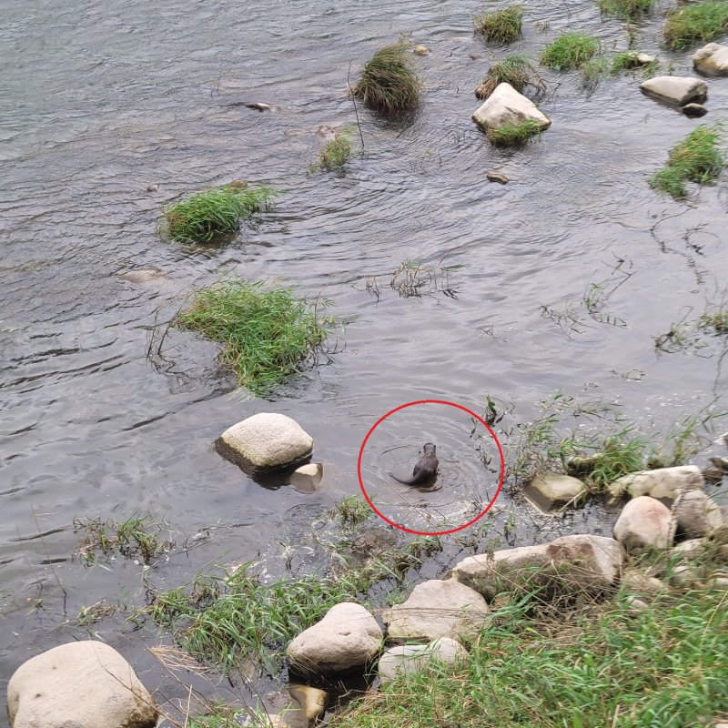 [봉화=뉴시스] 김주영씨가 2023년 말 석포제련소 앞 냇가에서 촬영한 수달. (사진=김주영씨 제공) 2025.04.22. photo@newsis.com *재판매 및 DB 금지