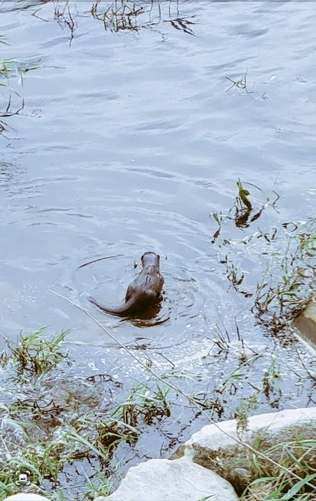 [봉화=뉴시스] 김주영씨가 2023년 말 석포제련소 앞 냇가에서 촬영한 수달. (사진=김주영씨 제공) 2025.04.22. photo@newsis.com *재판매 및 DB 금지