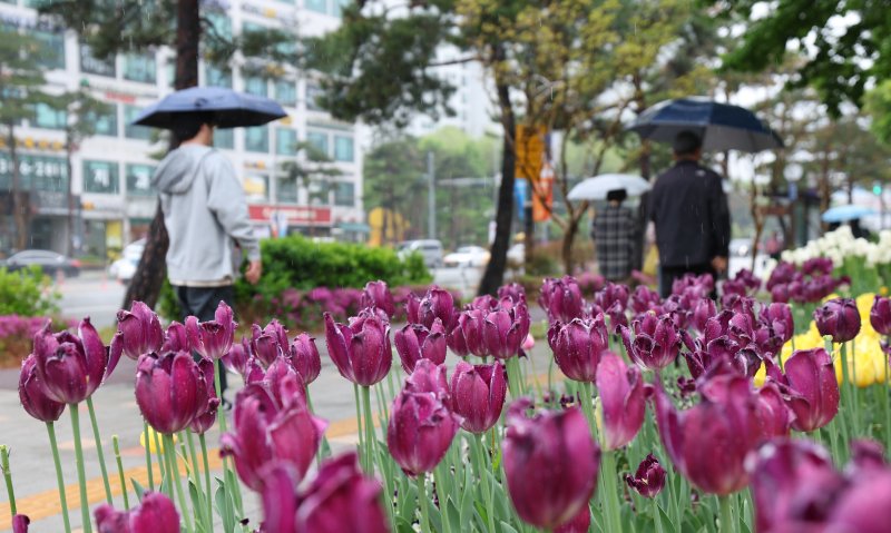 봄비가 내린 22일 시민들이 우산을 쓰고 지나가고 있다. 2025.4.22/뉴스1 ⓒ News1 김영운 기자