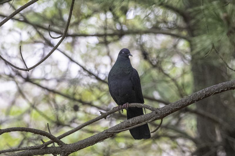 멸종위기 2급 흑비둘기, 울산 동구 해안서 카메라에 담겨
