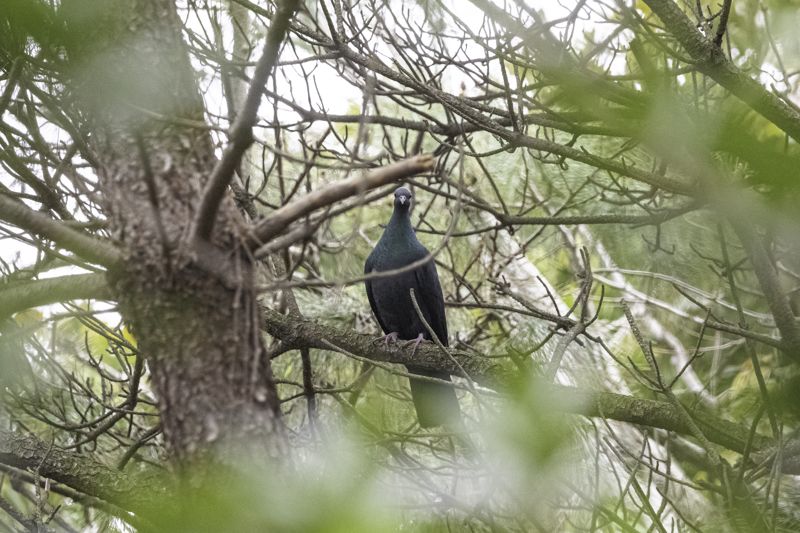 멸종위기 2급 흑비둘기, 울산 동구 해안서 카메라에 담겨