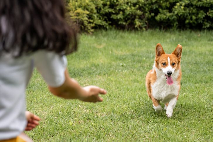 개 산책 안 돼 찬반 투표까지 한 아파트, 알고 보니…