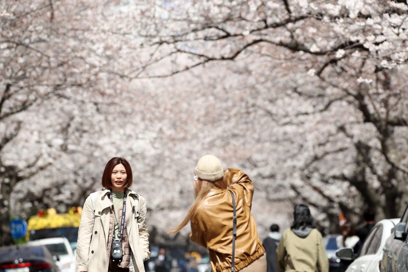 1일 부산 수영구 남천동 한 아파트 단지 내 벚꽃군락지에서 외국인 관광객들이 활짝 핀 벚꽃을 배경으로 사진을 찍으며 봄 기운을 즐기고 있다. 2025.4.1/뉴스1 ⓒ News1 윤일지 기자