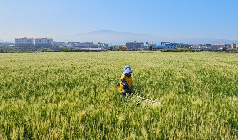 "요즘 보리차 먹기 힘드네요"..불황보다 무서운 '이것'