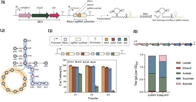대장균 유전자 동시 편집과 대사산물 분석 그림 (출처=연합뉴스)