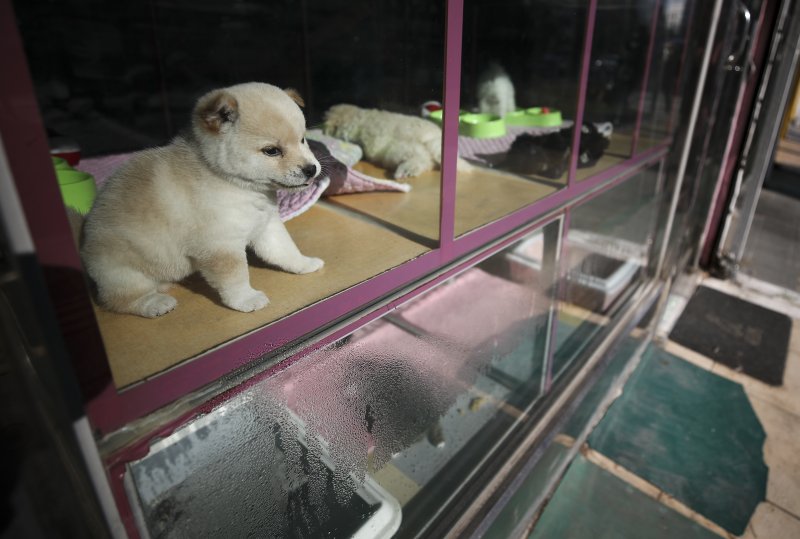[서울=뉴시스] 정병혁 기자 = 서울시내에 위치한 펫샵에서 동물들이 분양을 기다리고 있는 모습. 2022.01.04. jhope@newsis.com