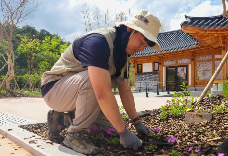 [담양=뉴시스] 한국수목원정원관리원 직원이 임시개원을 앞둔 국립정원문화원 한옥쉼터 앞 야외정원에서 관람객들에 선보일 봄꽃을 심고 있다.(사진=한국수목원정원관리원 제공) *재판매 및 DB 금지