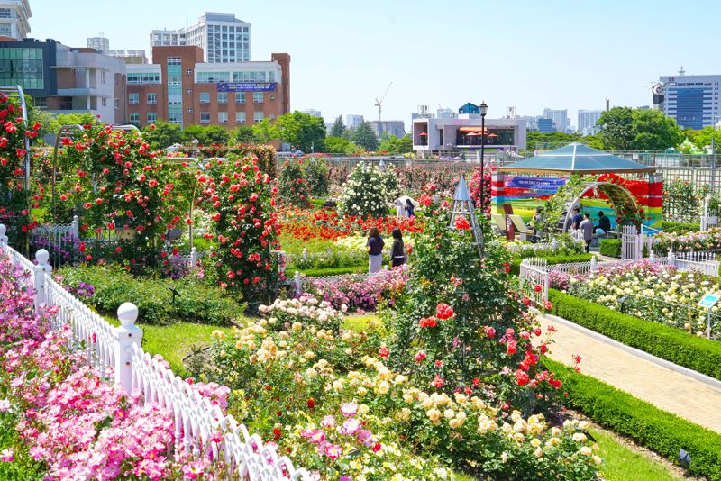 '장미와 함께 떠오르는 봄날의 낭만'...조선대, 5월 8~11일 장미주간 운영