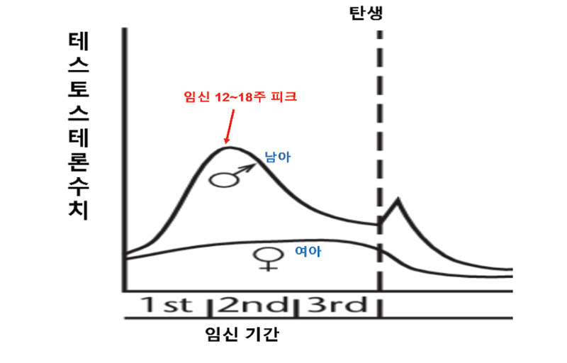 성별의 결정, 테스토스테론이 생식기를 바꾼다 [안철우 교수의 호르몬 백과사전]