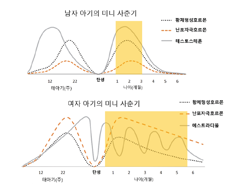 미니 사춘기를 아시나요? 생후 첫 몇 개월의 중요한 호르몬 변화 [안철우 교수의 호르몬 백과사전]