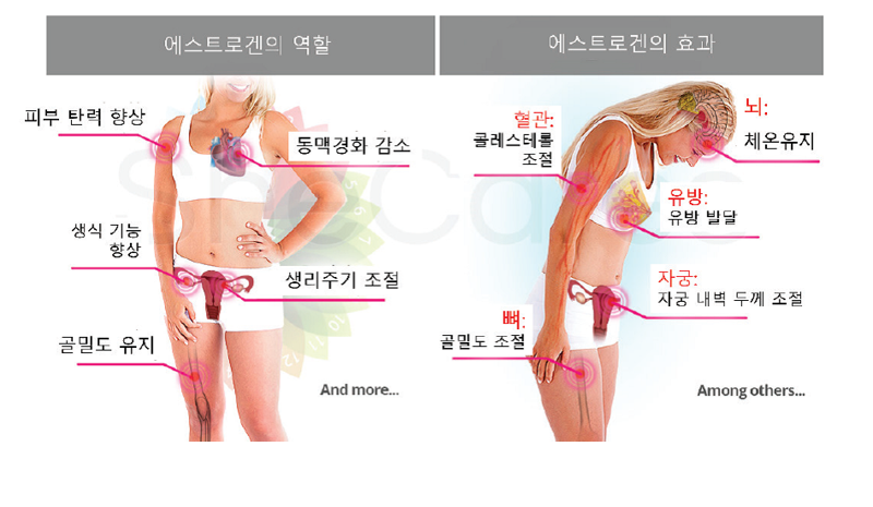 에스트로겐의 다양한 작용: 몸매조절호르몬? [안철우 교수의 호르몬 백과사전]