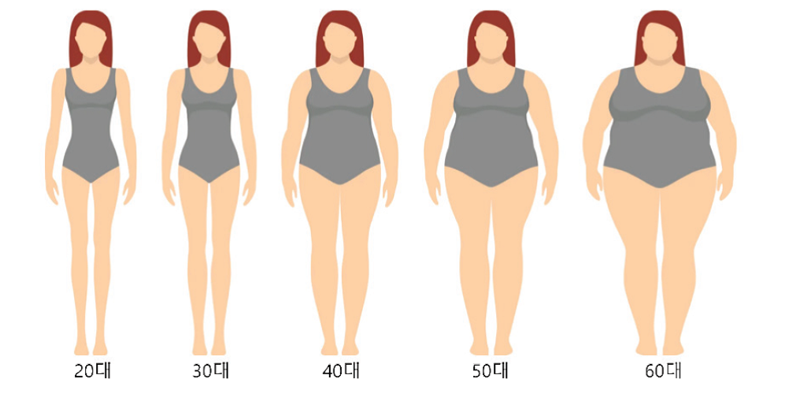 에스트로겐의 다양한 작용: 몸매조절호르몬? [안철우 교수의 호르몬 백과사전]