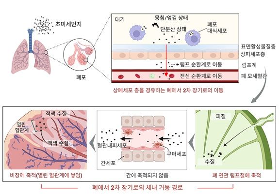 동아대 연구팀, 세계 첫 '흡입 초미세먼지 비장 축전 기전' 규명