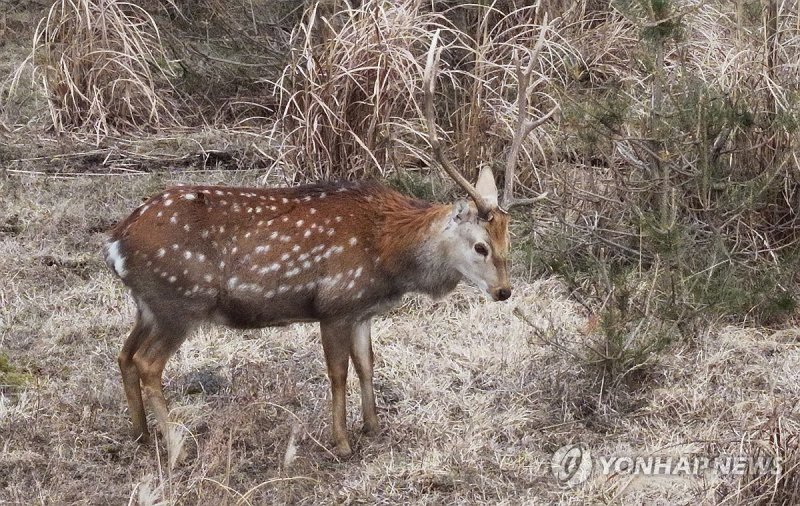 꽃사슴이 유해야생동물로 지정된 이유는? "무분별한 섭식으로 농작물 피해"