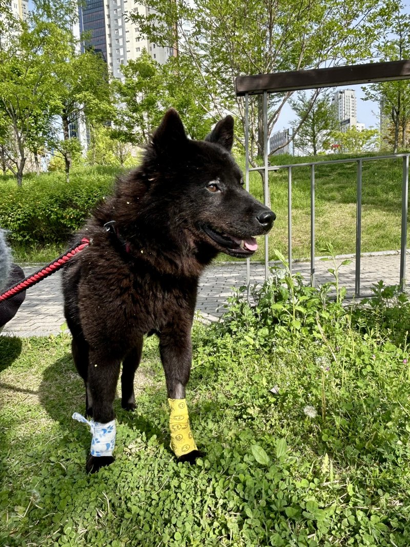 [서울=뉴시스] 산책 중인 강아지. (사진=독자 제공)