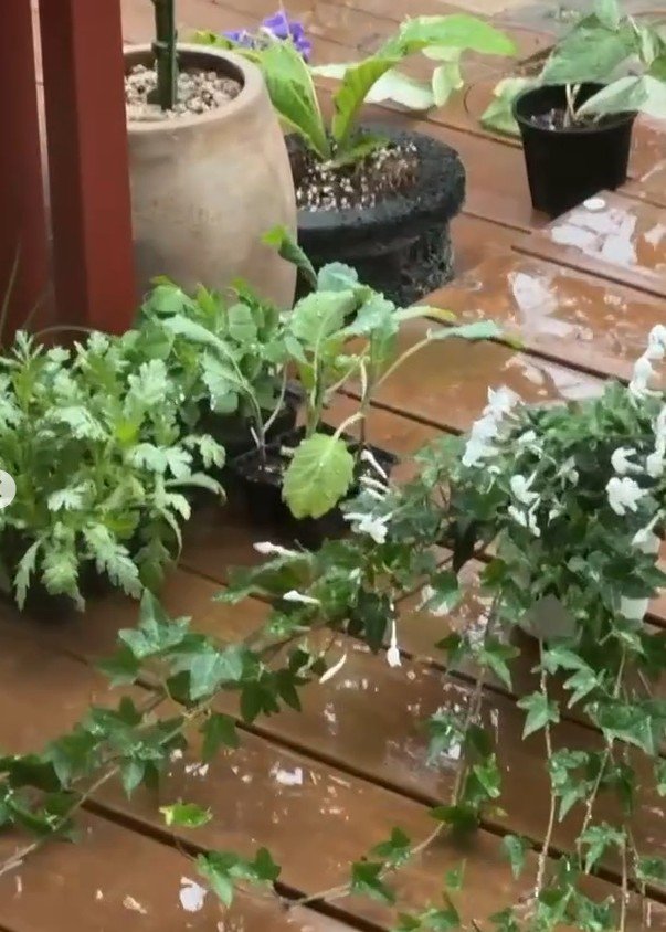 '4살 연하♥' 서동주, 12억 신혼집 공개 "꽃 예쁘죠?"