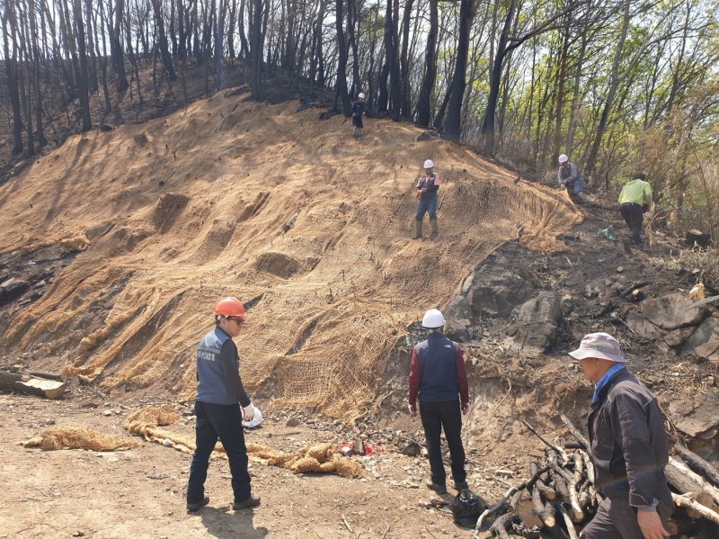 경북 영덕군이 산불 2차 피해 예방을 위해 긴급 벌채 대응반을 꾸려 운영하고 있다. (영덕군 제공, 제판매 및 D 금지) 2025.4.29/뉴스1