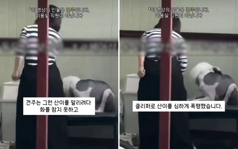 빗으로 대형견 폭행한 견주, 논란 일자 잘못 인정하더니...
