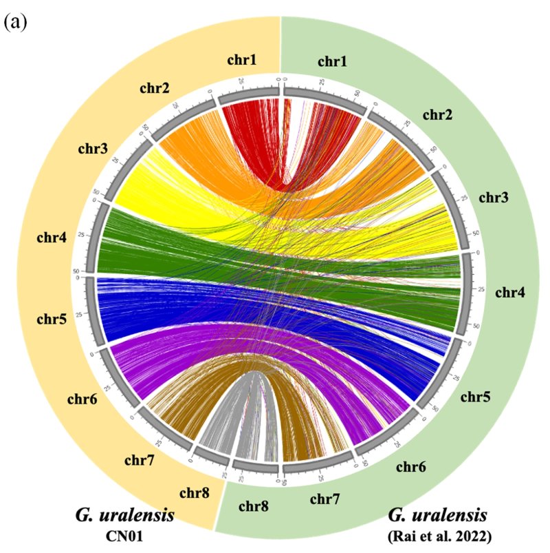 [세종=뉴시스] 농촌진흥청은 민·관·학 협업을 통해 대표 약용작물 '감초'의 유전체를 해독하고 품종 진화의 실체를 밝히는 데 성공했다고 30일 밝혔다. 사진은 감초 종 사이 유전체 비교 관련. (사진=농진청 제공) 2025.04.30. photo@newsis.com, *재판매 및 DB 금지