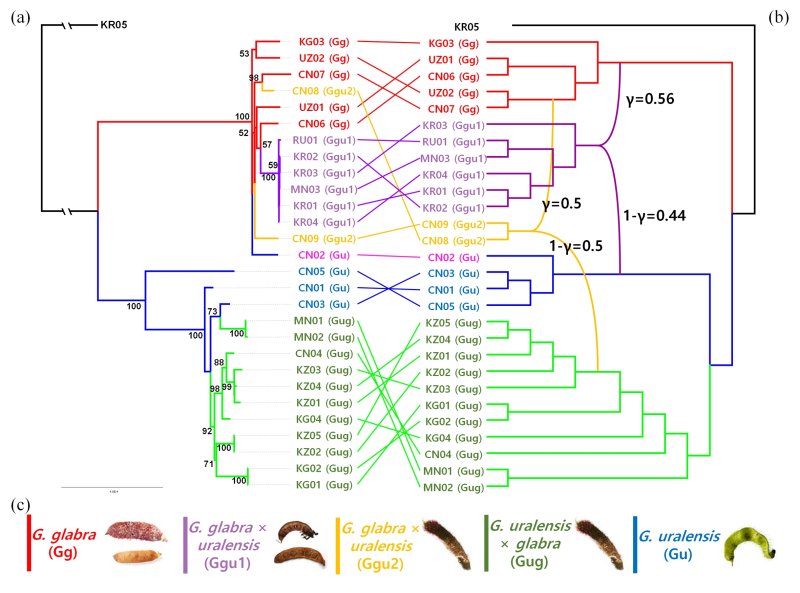 [세종=뉴시스] 농촌진흥청은 민·관·학 협업을 통해 대표 약용작물 '감초'의 유전체를 해독하고 품종 진화의 실체를 밝히는 데 성공했다고 30일 밝혔다. 사진은 감초 수집 자원 유전체 비교 분석 관련. (사진=농진청 제공) 2025.04.30. photo@newsis.com, *재판매 및 DB 금지
