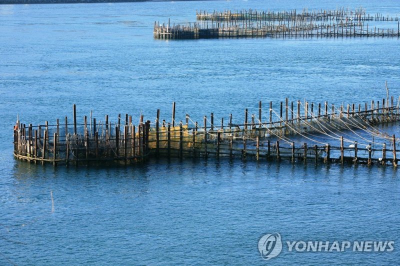 남해 죽방렴어업 (출처=연합뉴스)