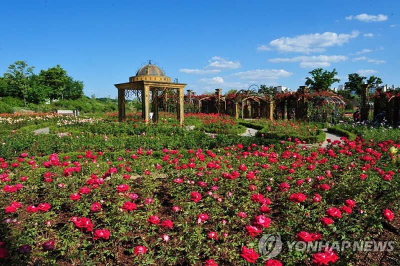 한밭수목원 장미원 (출처=연합뉴스)