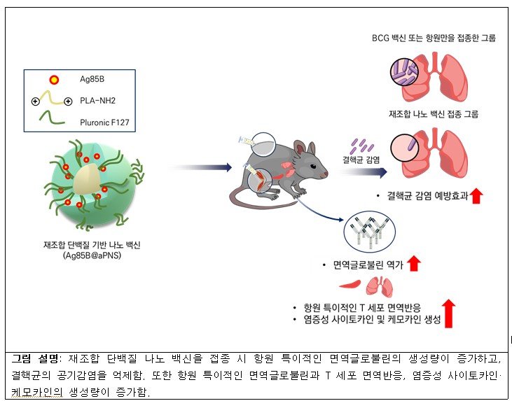 [세종=뉴시스] 나노입자 전달체 활용 결핵 백신 연구 모식도(사진=질병관리청) *재판매 및 DB 금지
