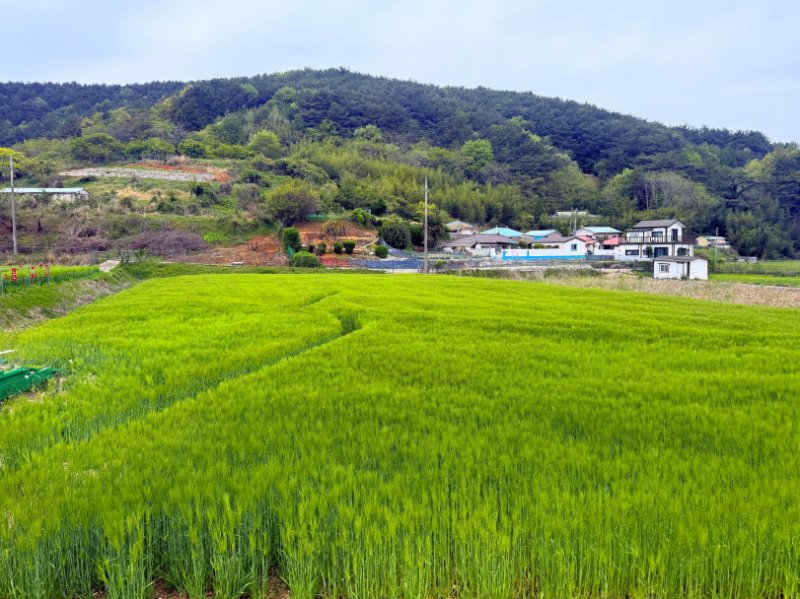 사진은 통영시 한산도 대고포마을 청보리밭 (사진=뉴시스 DB) 2025.04.28. photo@newsis.com