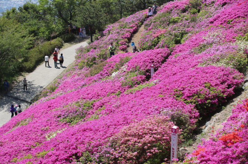 완연한 봄 날씨를 보인 30일 부산 부산진구 백양산 정상 애진봉 철쭉동산을 찾은 등산객들이 만개한 철쭉을 배경으로 사진을 찍고 있다. 2025.4.30/뉴스1 ⓒ News1 윤일지 기자
