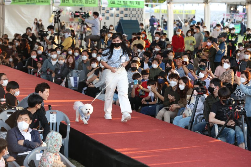 오는 3일 반려동물 문화대축제인 ‘오수 의견문화제와 함께하는 2025 임실N펫스타’가 개막한다.(임실군제공. 재판매 및 DB금지)2025.5.1/뉴스1