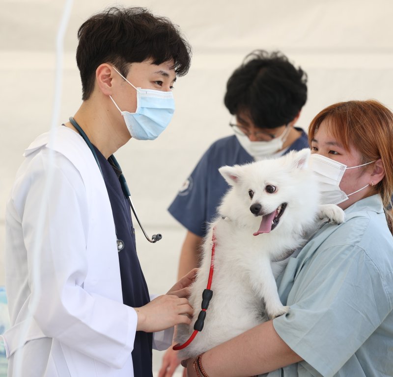 오는 3일 반려동물 문화대축제인 ‘오수 의견문화제와 함께하는 2025 임실N펫스타’가 개막한다.(임실군제공. 재판매 및 DB금지)2025.5.1/뉴스1