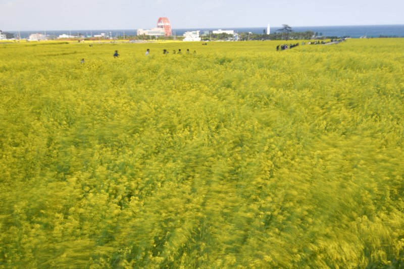 경북 포항시 남구 호미곶면에 있는 유채밭에서 관광객들이 바람에 흔날리는 유채꽃 사이로 걸어가고 있다. /뉴스1 ⓒ News1 최창호 기자
