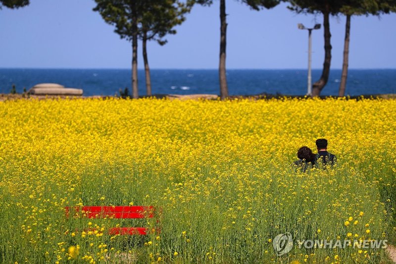 유채꽃 (출처=연합뉴스)