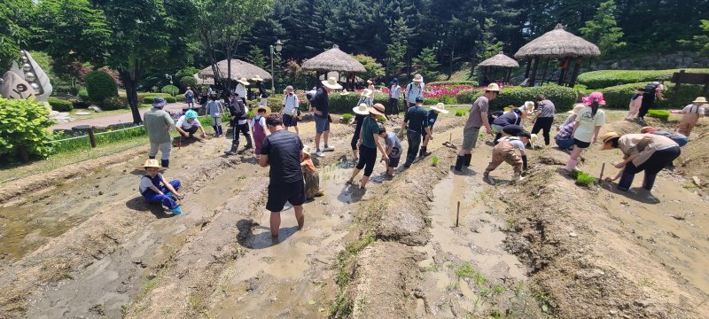 [용인=뉴시스]농촌테마파크에서 모내기 체험(사진=용인시 제공)2025.05.02.photo@newsis.com
