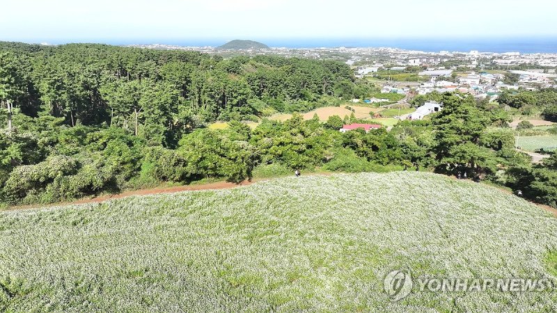 메밀꽃 만개한 제주 (출처=연합뉴스)