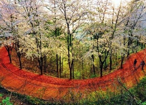 대전 계족산 임도 (출처=연합뉴스)