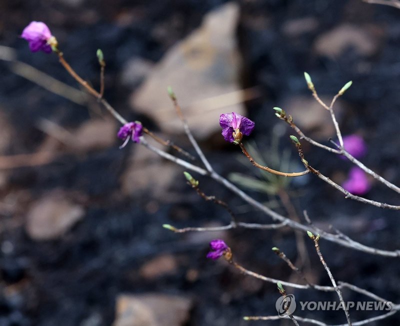 그래도 꽃은 살았다 (출처=연합뉴스)