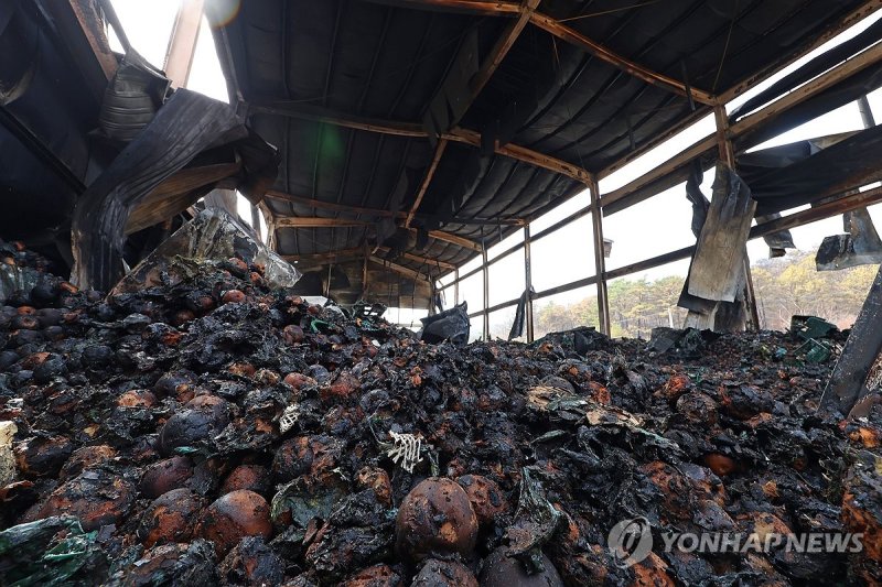 불 타버린 사과 (출처=연합뉴스)