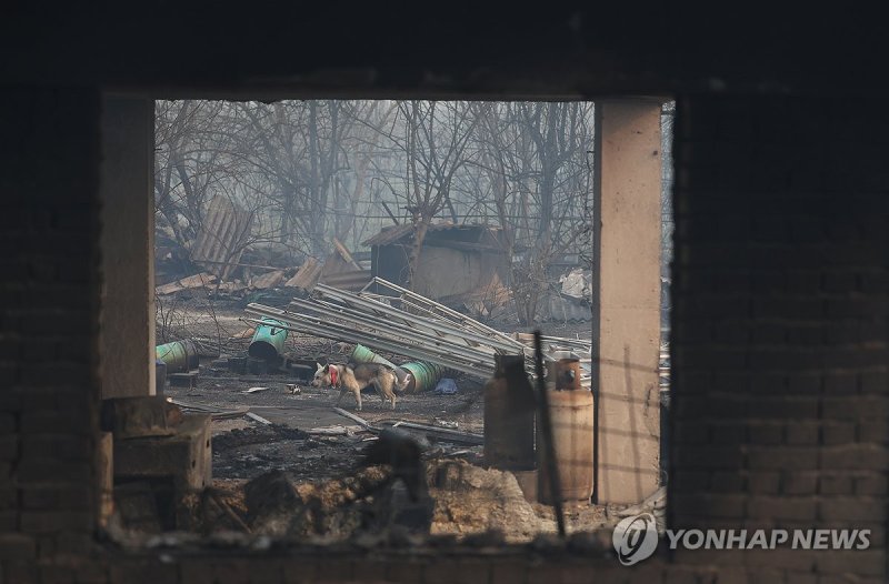 폐허가 된 가옥, 홀로 남겨진 강아지 (출처=연합뉴스)