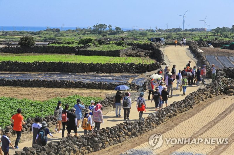 제주 밭담 축제 모습 (출처=연합뉴스)